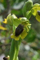 Ophrys lutea subsp. lutea Cav.