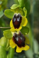 Ophrys lutea subsp. lutea Cav.