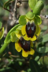 Ophrys lutea subsp. lutea Cav.