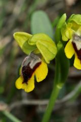 Ophrys lutea subsp. lutea Cav.