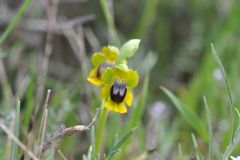 Ophrys lutea subsp. lutea Cav.