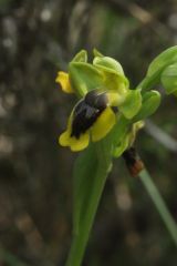 Ophrys lutea subsp. lutea Cav.