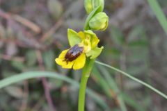 Ophrys lutea subsp. lutea Cav.