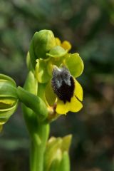 Ophrys lutea subsp. lutea Cav.