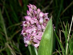 Neotinea lactea (Poir.) R.M. Bateman, Pridgeon & M.W. Chase