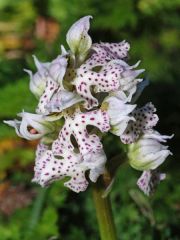 Neotinea lactea (Poir.) R.M. Bateman, Pridgeon & M.W. Chase