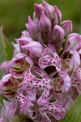 Neotinea lactea (Poir.) R.M. Bateman, Pridgeon & M.W. Chase