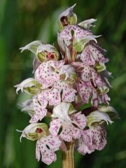 Neotinea lactea (Poir.) R.M. Bateman, Pridgeon & M.W. Chase