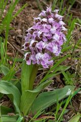 Neotinea lactea (Poir.) R.M. Bateman, Pridgeon & M.W. Chase