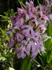 Neotinea lactea (Poir.) R.M. Bateman, Pridgeon & M.W. Chase