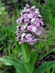 Neotinea lactea (Poir.) R.M. Bateman, Pridgeon & M.W. Chase