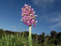 Neotinea lactea (Poir.) R.M. Bateman, Pridgeon & M.W. Chase