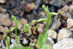 Ophrys speculum Link