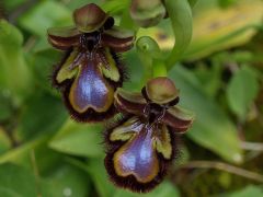 Ophrys speculum Link