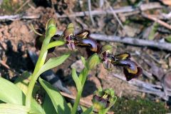 Ophrys speculum Link