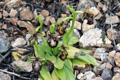 Ophrys speculum Link