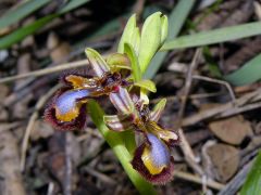 Ophrys speculum Link