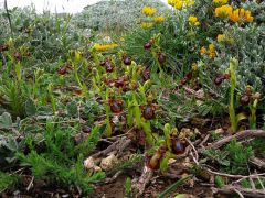 Ophrys speculum Link