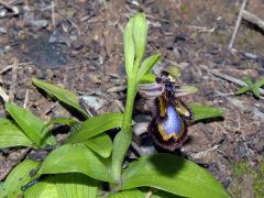 Ophrys speculum Link