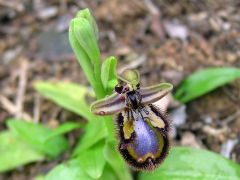 Ophrys speculum Link