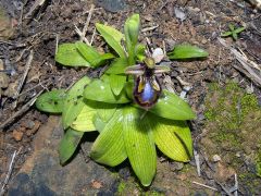 Ophrys speculum Link