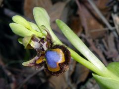 Ophrys speculum Link