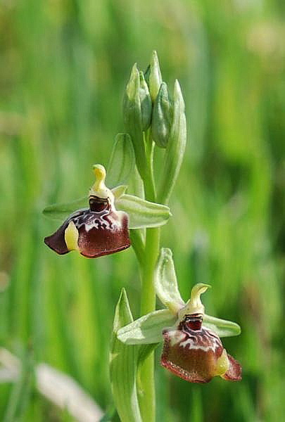 Ophrys oxyrrhynchos subsp. oxyrrhynchos Tod.