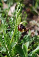 Ophrys oxyrrhynchos subsp. oxyrrhynchos Tod.