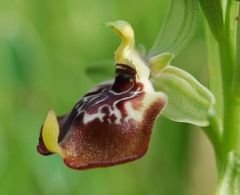 Ophrys oxyrrhynchos subsp. oxyrrhynchos Tod.