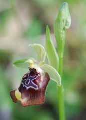 Ophrys oxyrrhynchos subsp. oxyrrhynchos Tod.