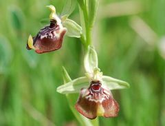 Ophrys oxyrrhynchos subsp. oxyrrhynchos Tod.