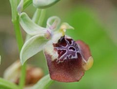 Ophrys oxyrrhynchos subsp. oxyrrhynchos Tod.