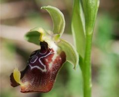 Ophrys oxyrrhynchos subsp. oxyrrhynchos Tod.