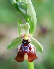 Ophrys oxyrrhynchos subsp. oxyrrhynchos Tod.