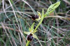 Ophrys sphegodes subsp. sphegodes Miller