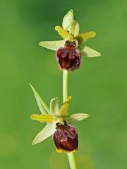 Ophrys sphegodes subsp. sphegodes Miller