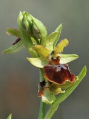 Ophrys sphegodes subsp. sphegodes Miller