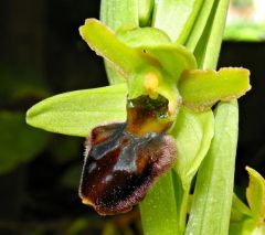 Ophrys sphegodes subsp. sphegodes Miller