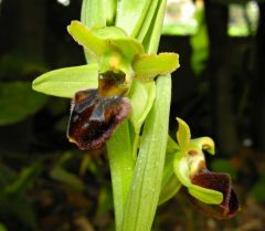 Ophrys sphegodes subsp. sphegodes Miller