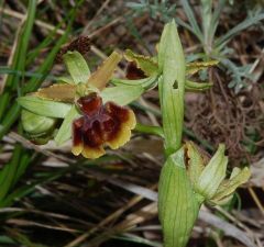 Ophrys sphegodes subsp. sphegodes Miller