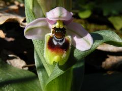 Ophrys tenthredinifera Willd.