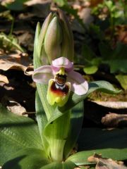 Ophrys tenthredinifera Willd.