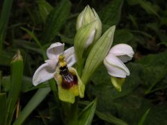 Ophrys tenthredinifera Willd.