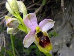 Ophrys tenthredinifera Willd.