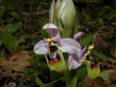 Ophrys tenthredinifera Willd.