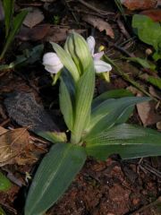 Ophrys tenthredinifera Willd.