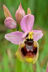 Ophrys tenthredinifera Willd.