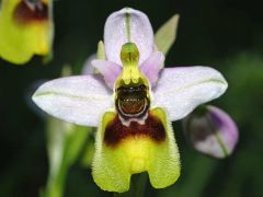 Ophrys tenthredinifera Willd.