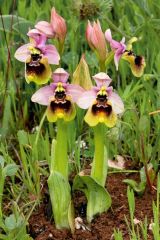 Ophrys tenthredinifera Willd.