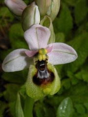 Ophrys tenthredinifera Willd.